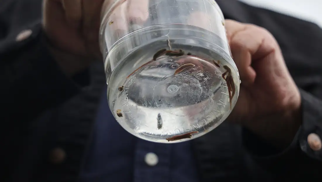 Elazığ'da Yeni Sülük Türleri Keşfedildi