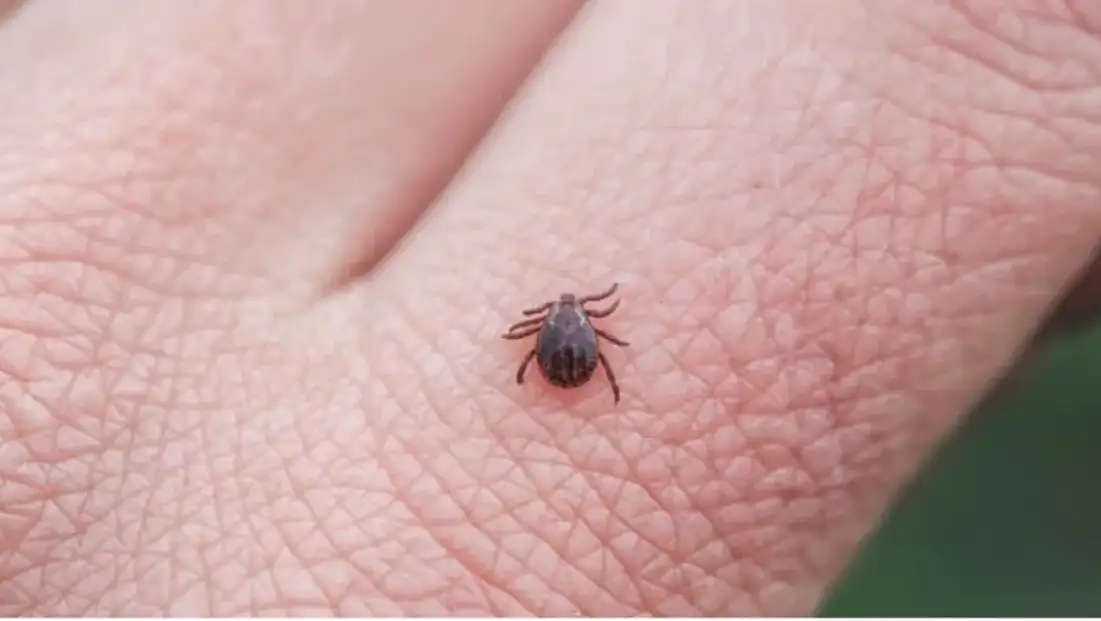 Türkiye'deki 56. Kene Türü Tespit Edildi