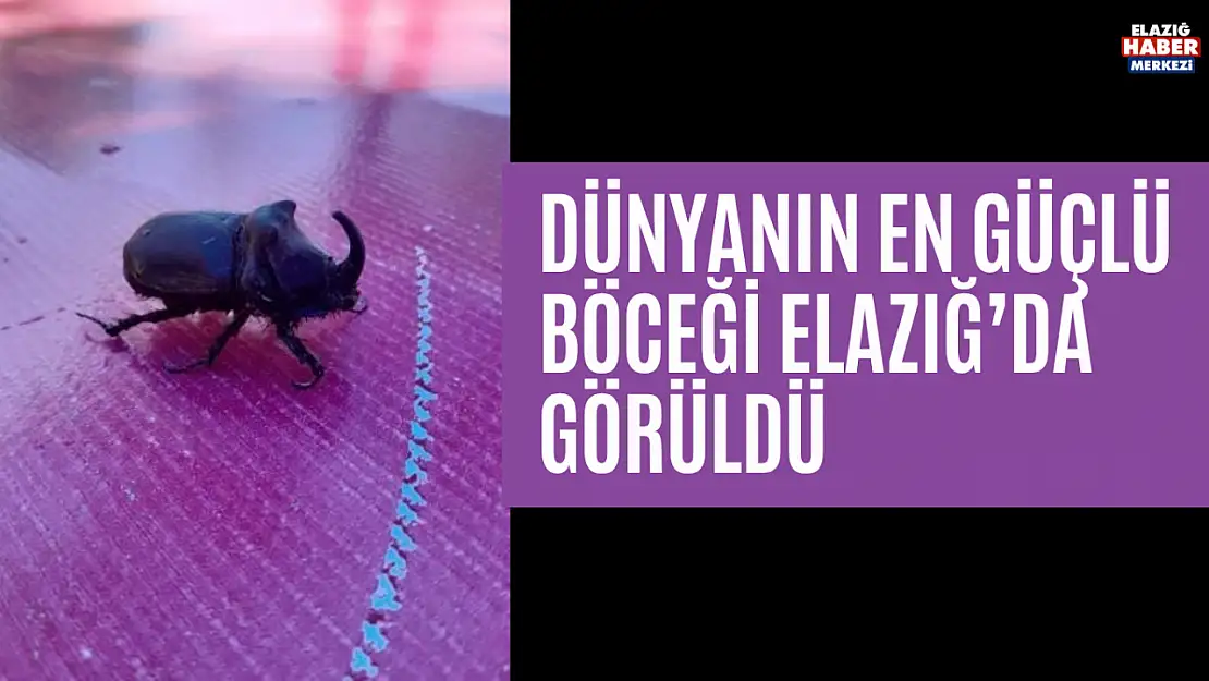 Dünyanın En Güçlü Böceği Elazığ'da