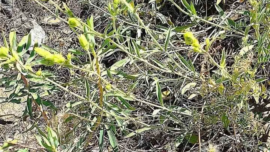 Elazığ'da Ada Çayı İzleme Çalışması Yapıldı