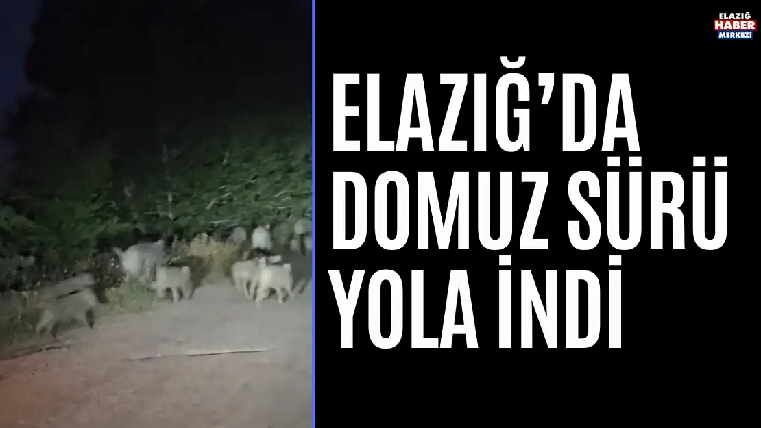 Elazığ'da Domuz Sürüsü Yola İndi