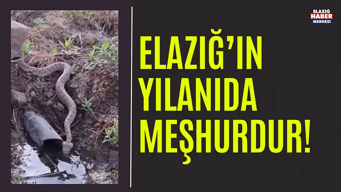 Elazığ'da Engerek Yılanı Görüntülendi!
