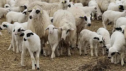 Elazığ'da 2024 Yılında Küçükbaş Hayvancılığa 41 Milyon Lira Destek Sağlandı