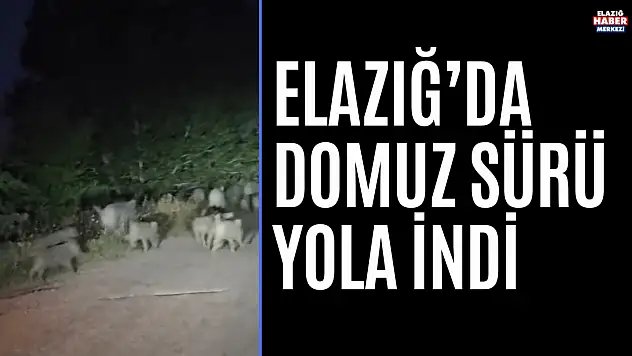 Elazığ'da Domuz Sürüsü Yola İndi