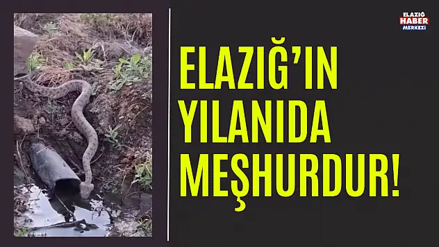 Elazığ'da Engerek Yılanı Görüntülendi!