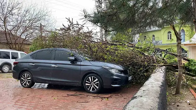 Elazığ'da Fırtına Etkili Oldu: Ağaç, Araçların Üzerine Devrildi