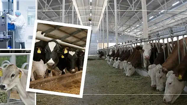 Elazığ'da Hayvancılığa 235 Milyon Lira Hibe