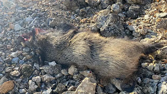 Elazığ'da O İlçeler Domuz Avında!