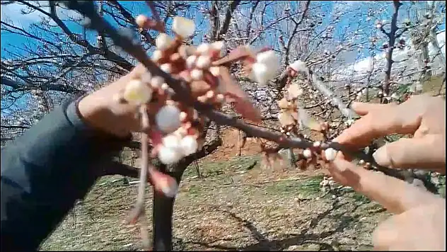 Kayısı Ağaçlarını Don Vurdu