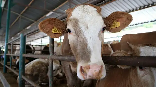 Kurban Bayramı Boyunca Kaçmayı Başaran Boğa Yakalandı