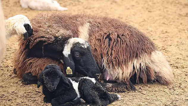 Yeni Yılın Kuzuları Dünyaya Geldi