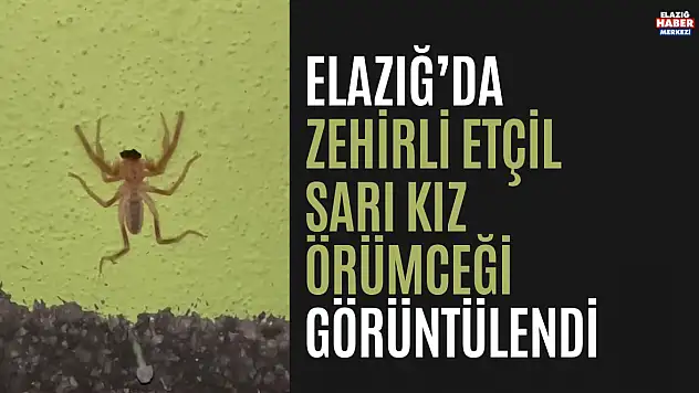 Zehirli Örümcek Elazığ'da Görüldü!