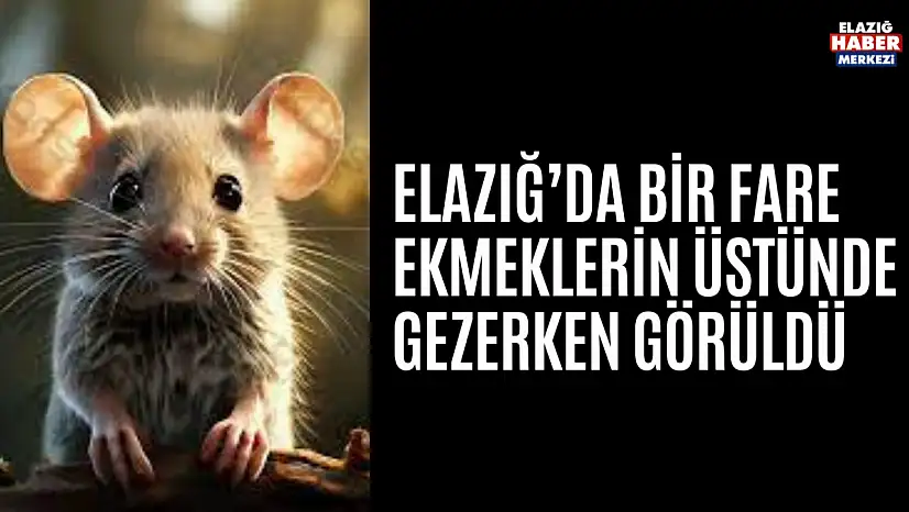 Elazığ'da Bir Fare Ekmeklerin Üstünde Gezerken Görüldü