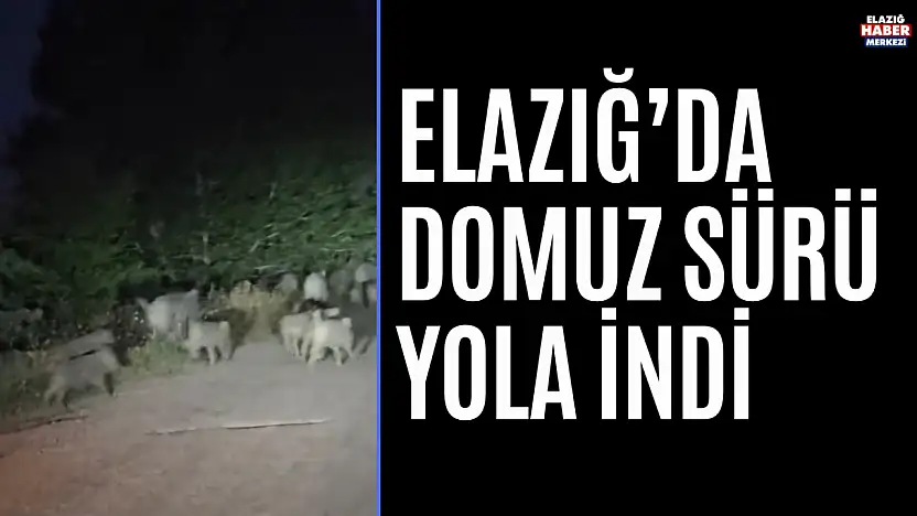 Elazığ'da Domuz Sürüsü Yola İndi